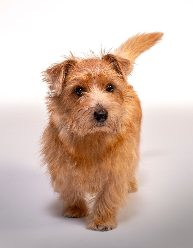 Kuvauta lemmikkisi meillä! Varaa aika 09 532 200.