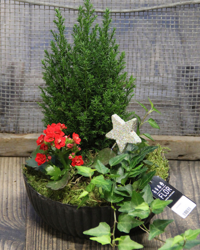 Kauniita jouluistutuksia, paljon erilaisia.
