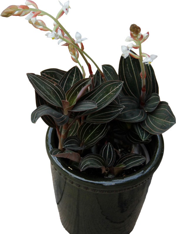 Tyylikäs talviajan kukkija. Ruukku ei sisälly hintaan.
