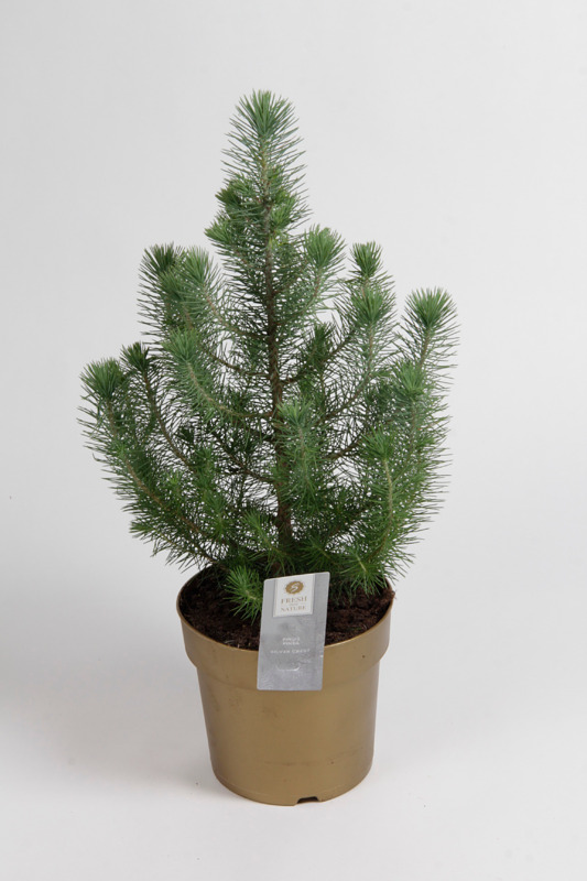 Kaunis talvikauden tunnelman tuoja.
