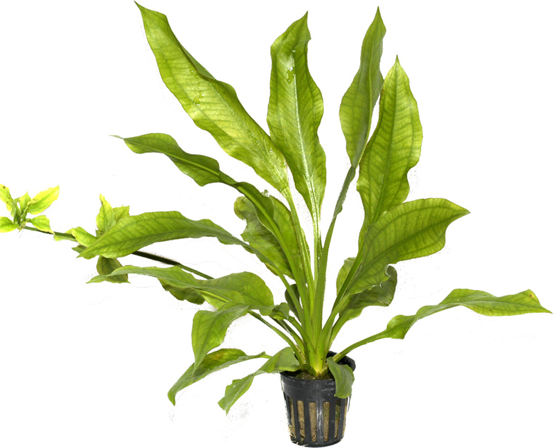 Eläinkauppa Megaeläin