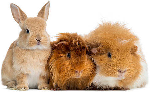 Eläinkauppa Megaeläin