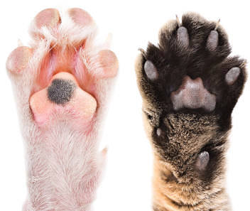 Eläinkauppa Megaeläin