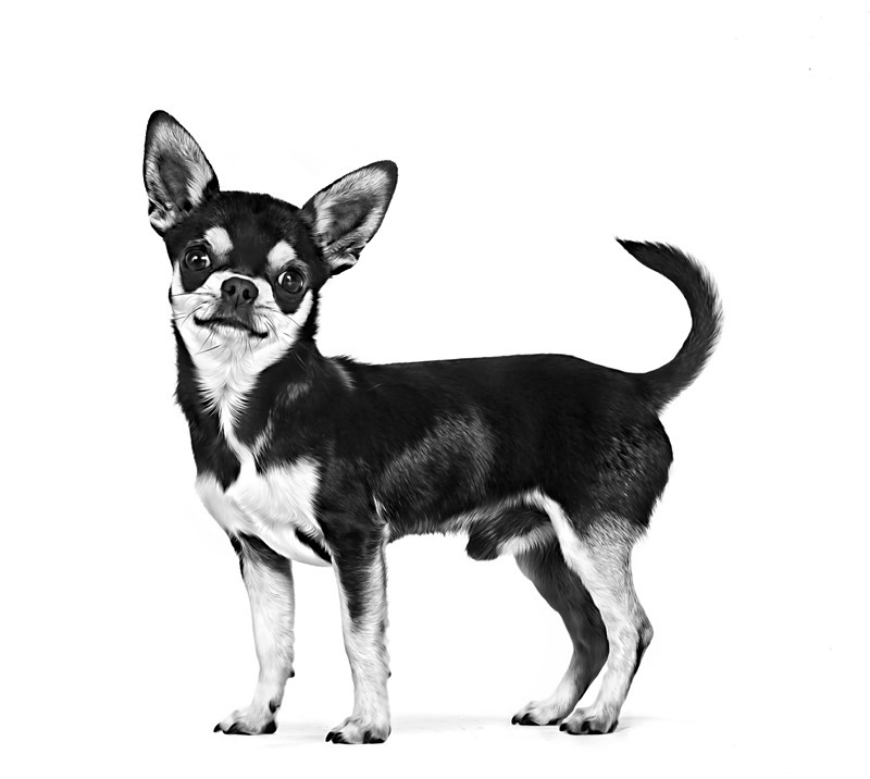 Eläinkauppa Megaeläin