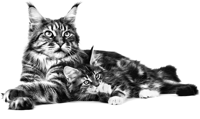 Eläinkauppa Megaeläin