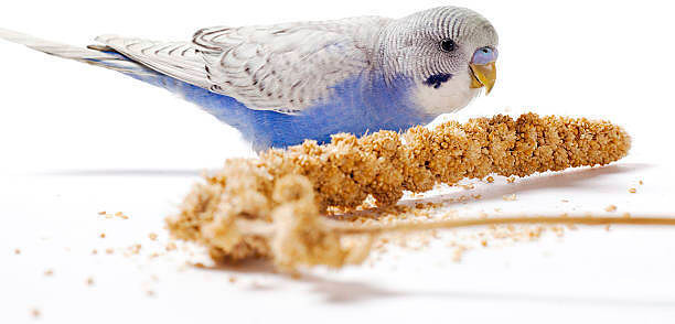 Eläinkauppa Megaeläin