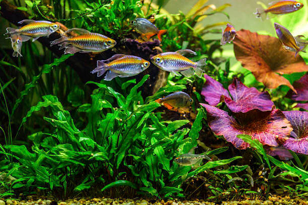 Eläinkauppa Megaeläin